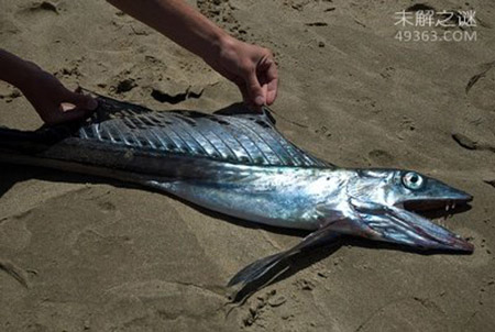 看完这十大史前深海怪物，深海恐惧症治不好了！