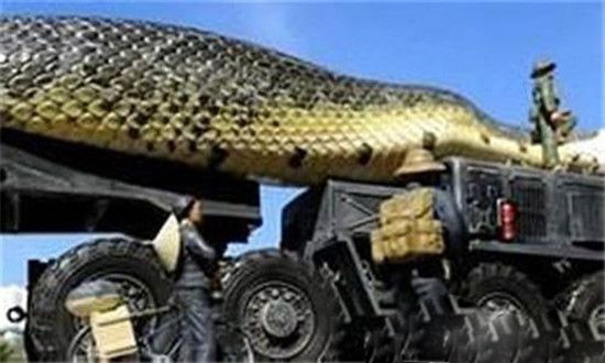 世界上最大的蛇泰坦蟒再现 比亚马逊森蚺大多了