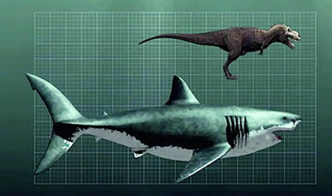 巨齿鲨仍在海洋中生存吗?证据结论根本不曾灭绝!