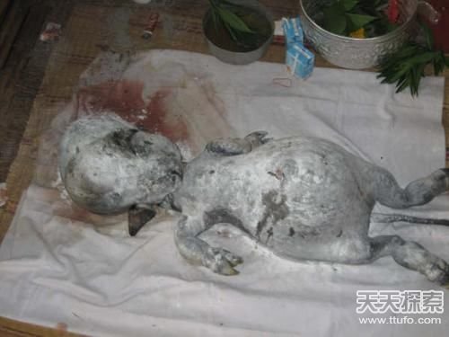 俄罗斯学生在UFO坠毁地发现外星人尸体!