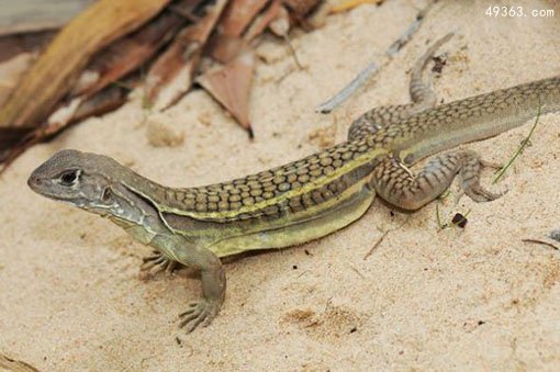 十种最怪的新动物物种：自我克隆的蜥蜴