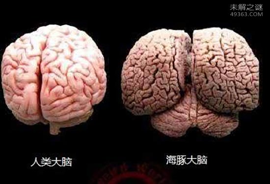 人类大脑之谜：人类成为地球霸主原因竟是大脑