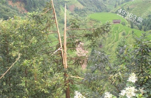 雷击事件：被雷劈死的人