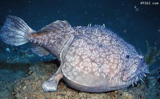 盘点十大最怪异海洋生物，我的深海恐惧症好了