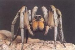 世界上最大的毒蜘蛛，蜢蜘直径25厘米/重230克（毒牙长3.8厘米)