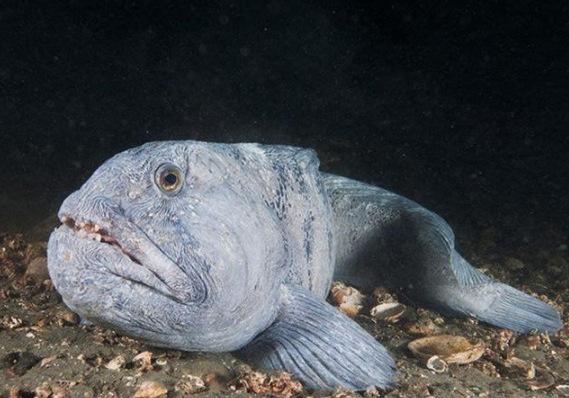 地球上10大最古怪的鱼类