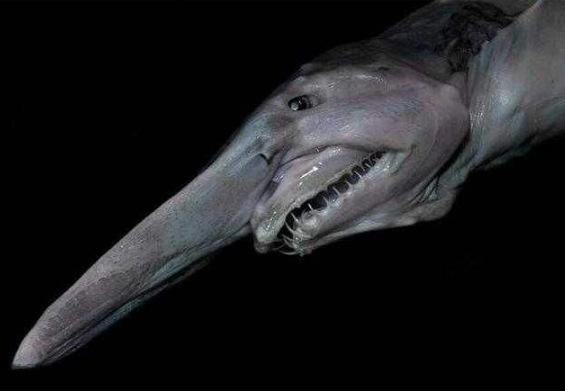 地球上10大最古怪的鱼类
