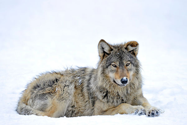 世界上最漂亮的狼