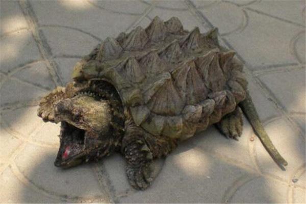 地球上10大体型最大的乌龟