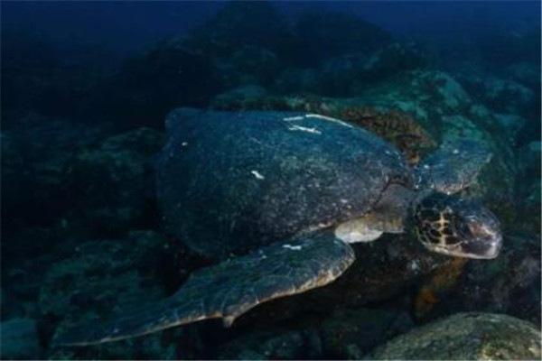 地球上10大体型最大的乌龟