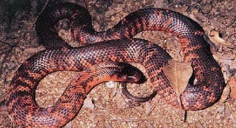澳洲10大最致命的毒蛇