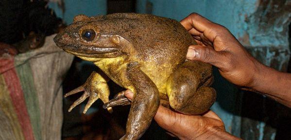 世界最漂亮的10种青蛙