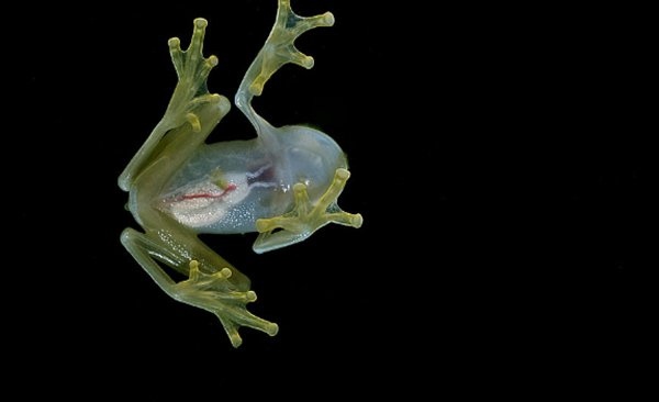 世界最漂亮的10种青蛙