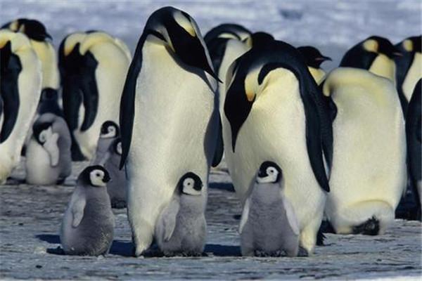 世界上最萌的动物排名前五：帝企鹅