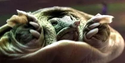 软甲龟