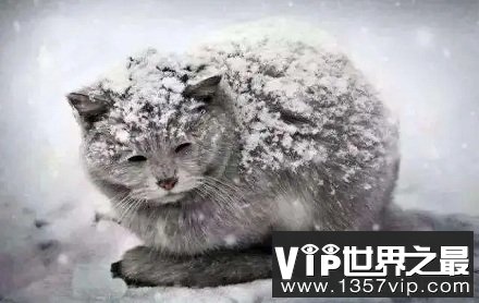 "弃猫效应"是什么意思？