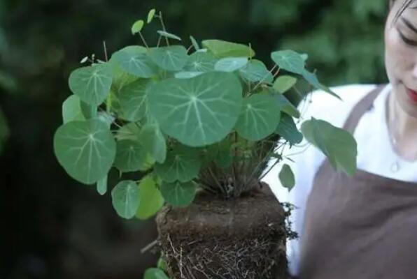 耐阴的十种室内植物花卉：紫露兰位列榜单首位