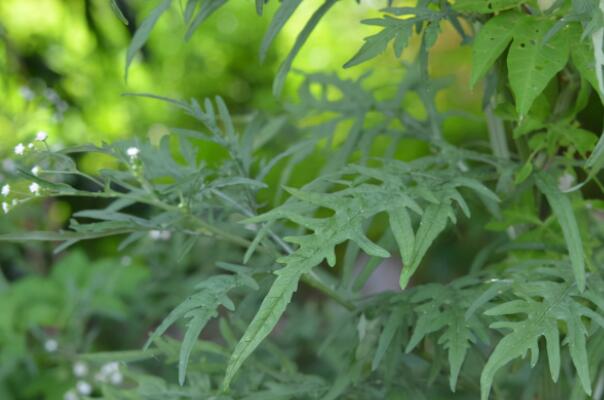 中国可怕的十大入侵植物，加拿大一枝黄花荣登榜首