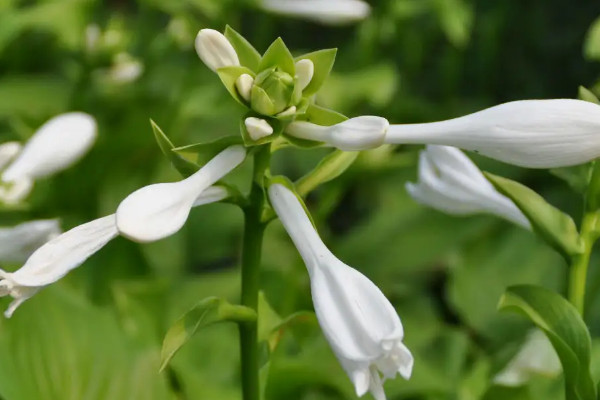 世界十大著名香料植物：迷迭香、薰衣草位列前两名