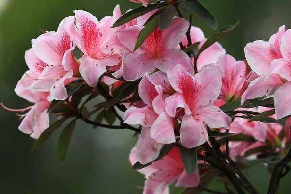 十大不吉利花排行榜：昙花上榜，彼岸花居榜首