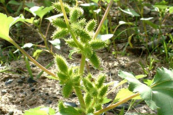 10种植物的传播方式，种子的特点及传播途径