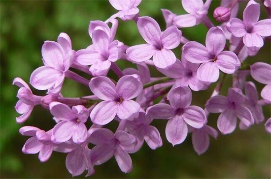 盘点10种最香最美花卉：丁香花上榜，栀子花高居榜首