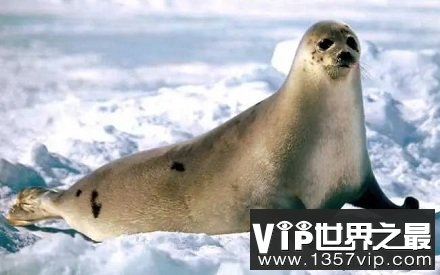 为什么南极的科学家要扇海豹耳光？