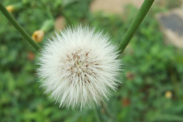 世界十大最凄凉的花：蒲公英上榜，紫藤花居首