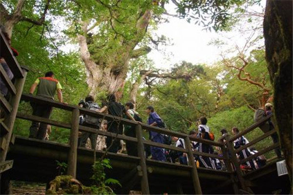 世界最美的十大名树，阿里山神树榜上有名