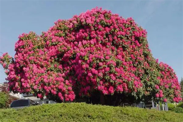 加拿大月之女神杜鹃花树