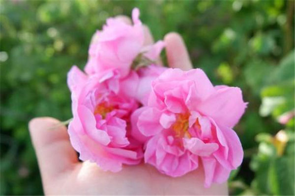 世界上十种最美的玫瑰花