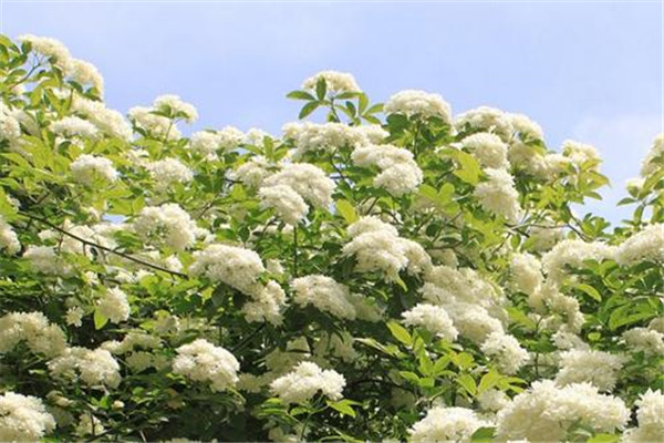 世界上能发出精液味道的花：石楠花味道浓重