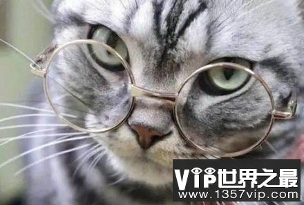 猫咪的眼睛是近视的吗？