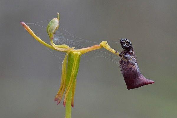 植物界15种奇葩植物 千铁锤兰