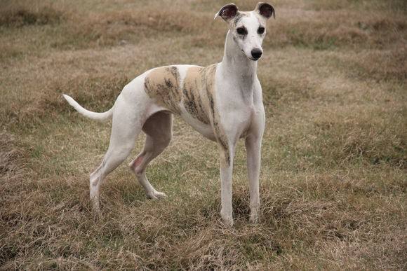 世界十大狩猎名犬排行榜，冠军是俄罗斯猎狼犬