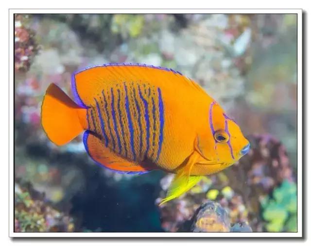 世界十大最贵观赏鱼——橙仙鱼