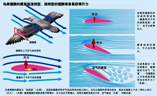 小鸟为什么会飞,鸟儿能飞的原因