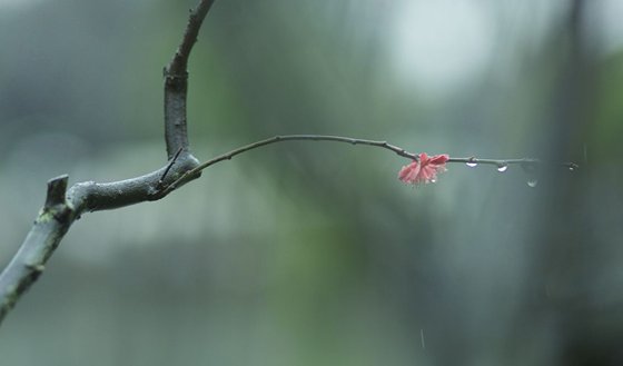 为什么说春雨贵如油,春雨贵如油是什么意思