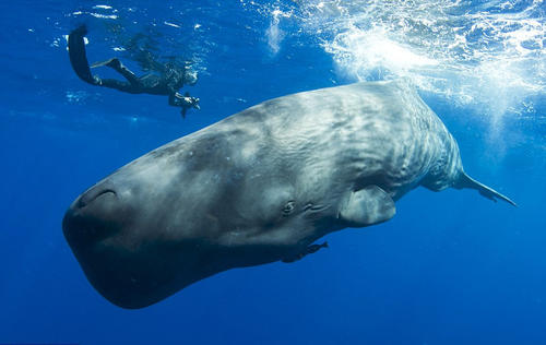 巨头鲸