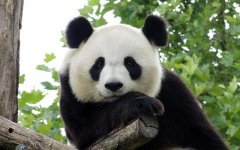 为什么大熊猫这么少？熊猫数量稀少的原因