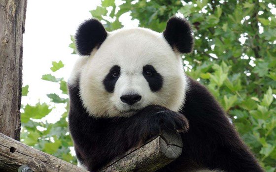 大熊猫为什么这么少,熊猫数量稀少的原因