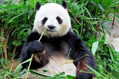 为什么大熊猫会变成吃素的动物？熊猫吃竹子的原因