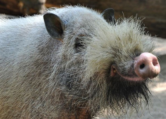 婆罗洲胡子猪
