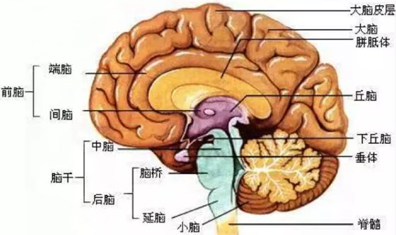 为什么说大脑是人体的指挥中心