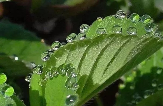 植物为什么会出汗,植物吐水的作用