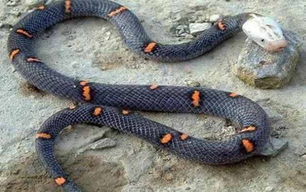 世界上最罕见最珍稀的蛇 蓝血蛇售价高达350万