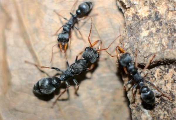 世界上最危险的九种蚂蚁，看见了赶紧跑！