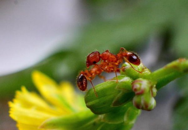 世界上最危险的九种蚂蚁，看见了赶紧跑！