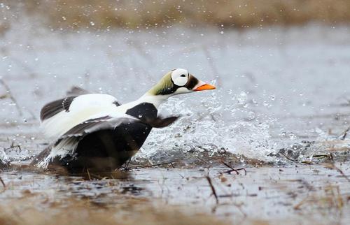 世界上最美丽最不寻常的10种鸭子，旋嘴鸭上榜