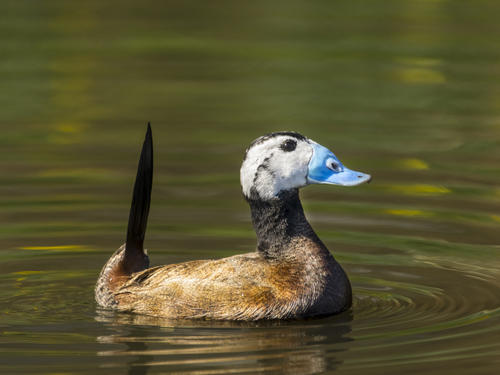 世界上最美丽最不寻常的10种鸭子，旋嘴鸭上榜